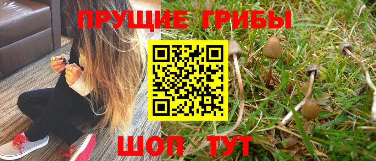 Галлюциногенные грибы Psilocybe  Вход с VPN  Псилоцибиновые грибы мухоморы  Камень-на-Оби 